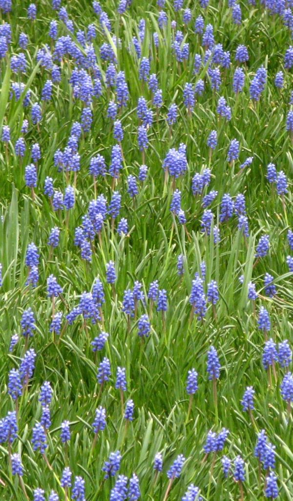 Красивый цветущий гиацинт на поляне