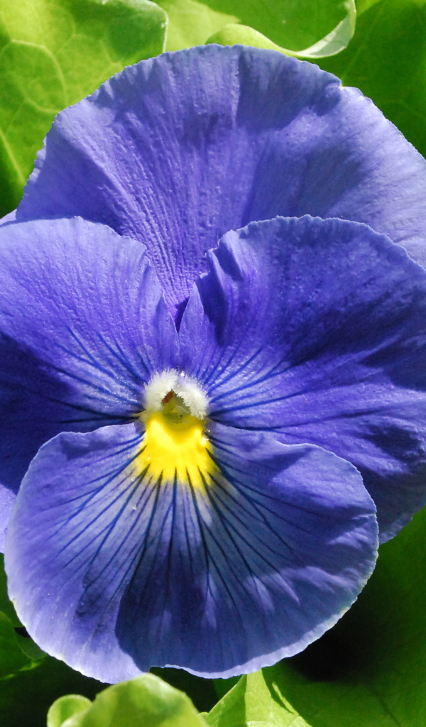 Красивый голубой цветок анютины глазки