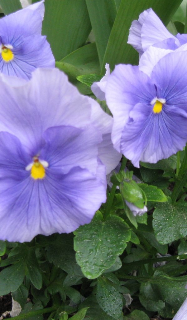 Красивые цветы голубые анютины глазки