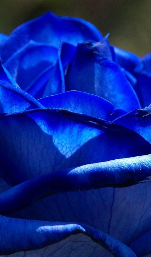 Beautiful blue rose on a background of foliage Desktop wallpapers 600x1024