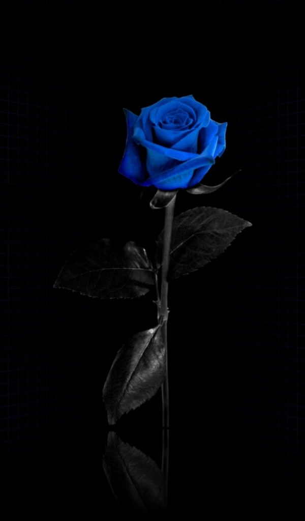 Красивая синяя роза на чёрном фоне