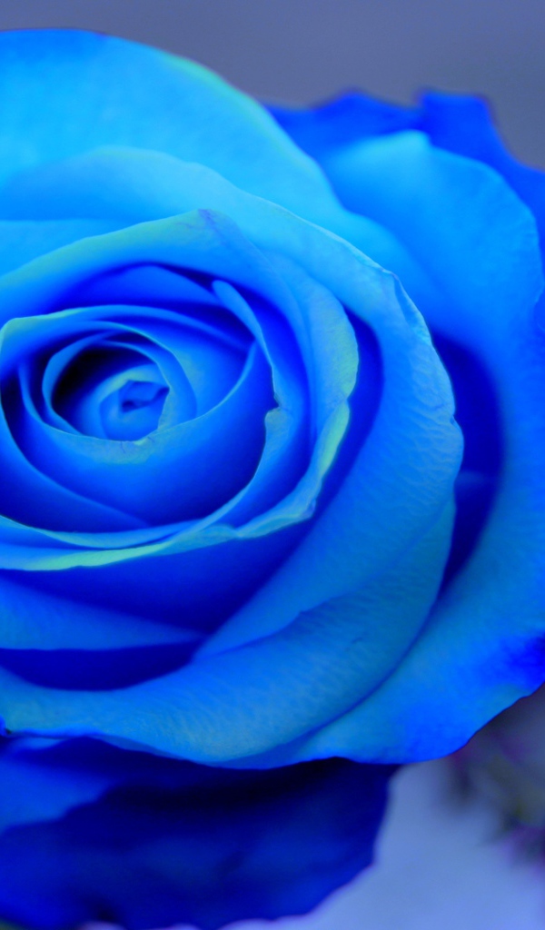 Красивая синяя роза на голубом фоне