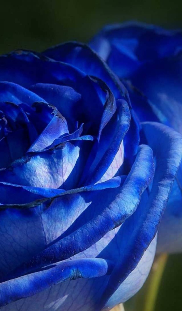 Красивые синие розы на фоне зелени