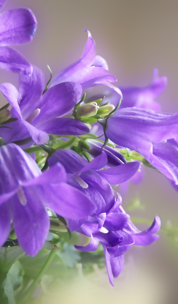 Красивые колокольчики