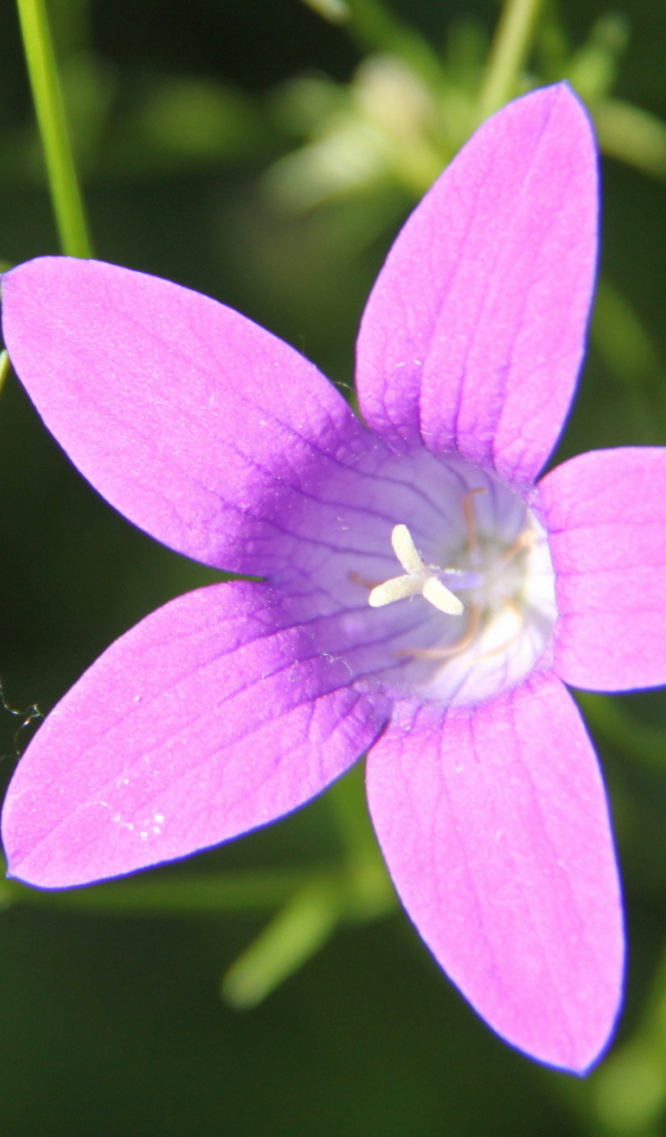 Красивые колокольчики на дачном участке