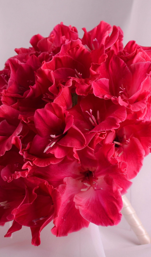 Красивый букет глаидоулс