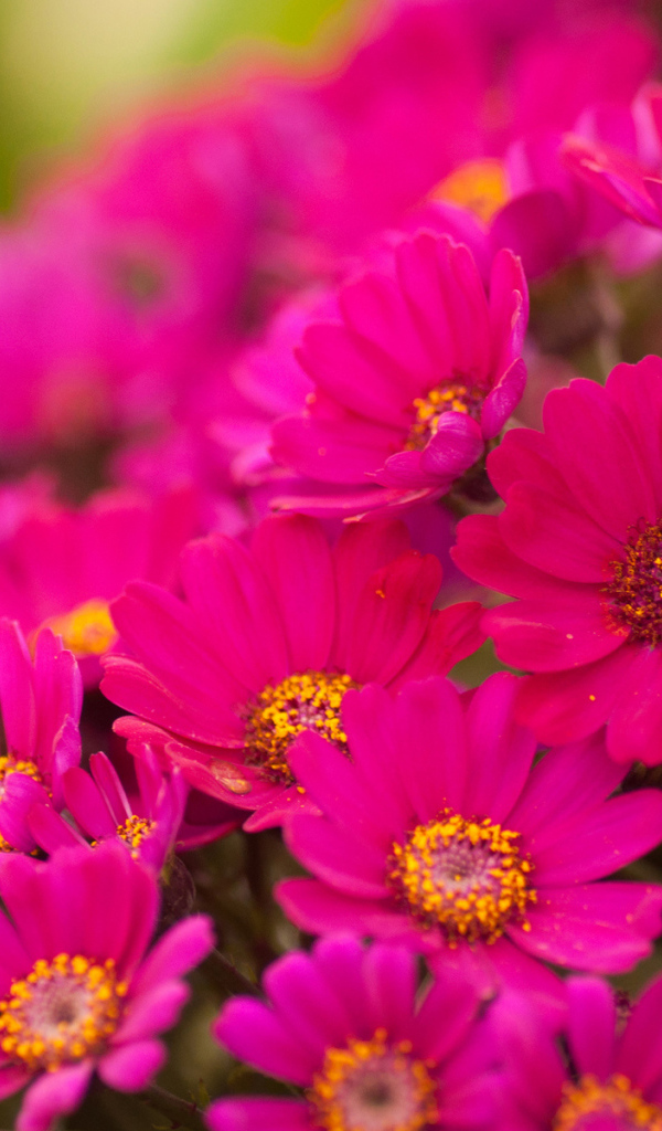 Красивые цветы хризантема в саду