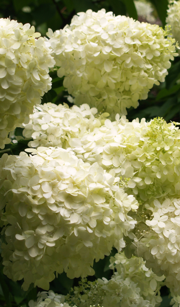 Красивые букет цветов гортензия 