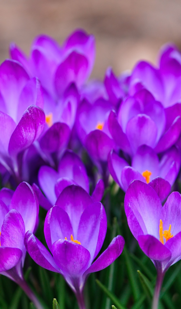 Красивый букет цветов шафран