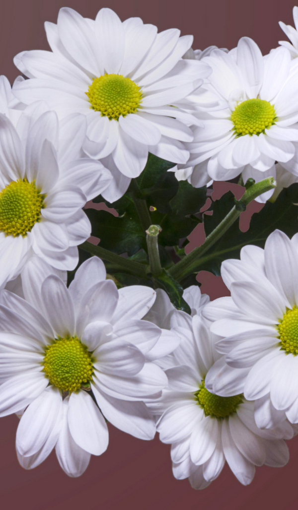 Красивый букет белая хризантема