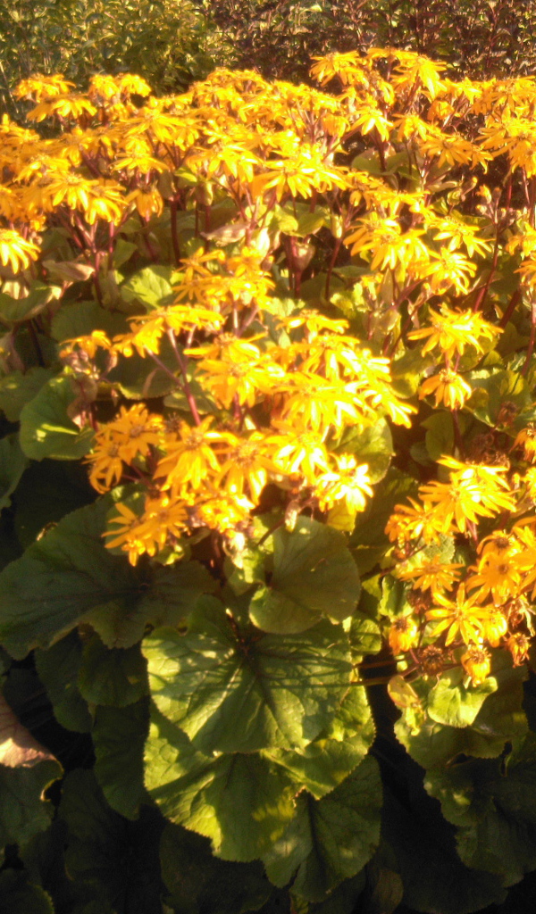 Красивый бузульник на дачном участке