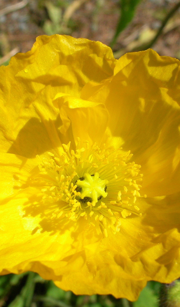 Красивый бузульник на клумбе в саду