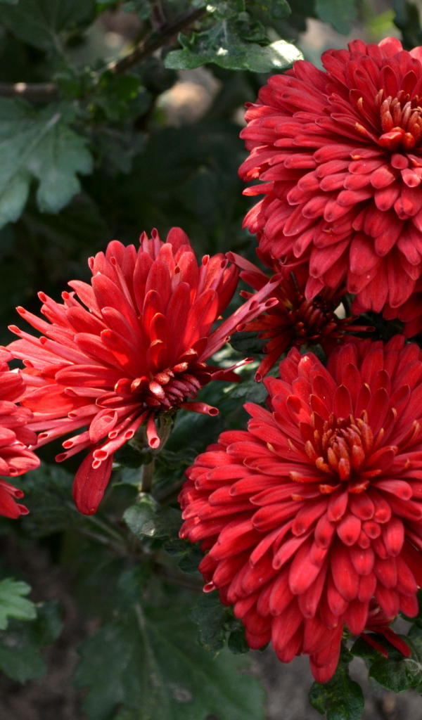 Красивые цветы хризантема на дачном участке