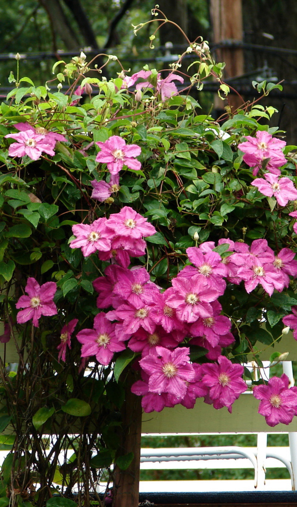 Красивый клематис в саду