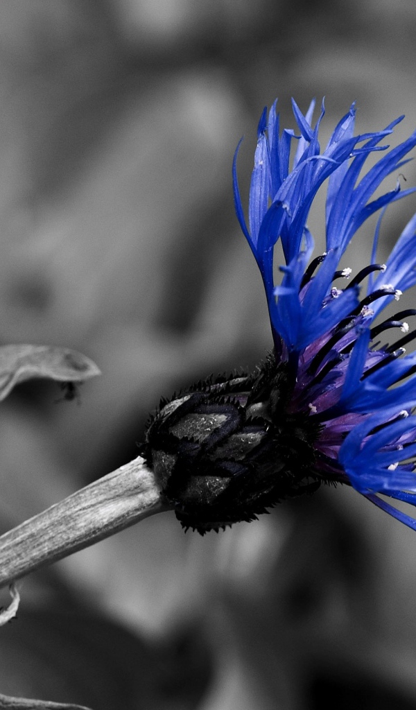 Красивый василек в саду