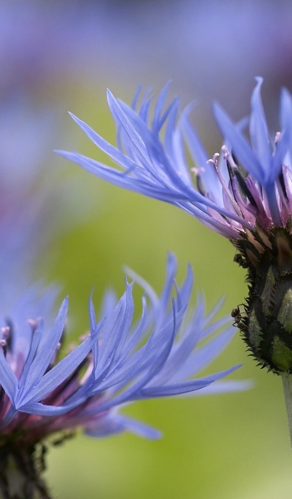 Красивый василек на дачном участке