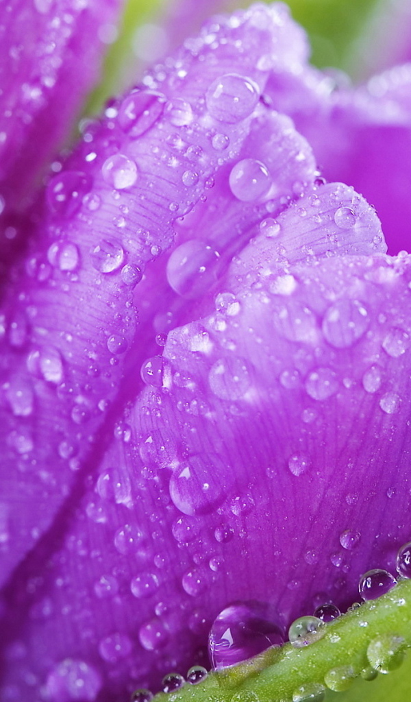 Красивые крокусы ранней весной