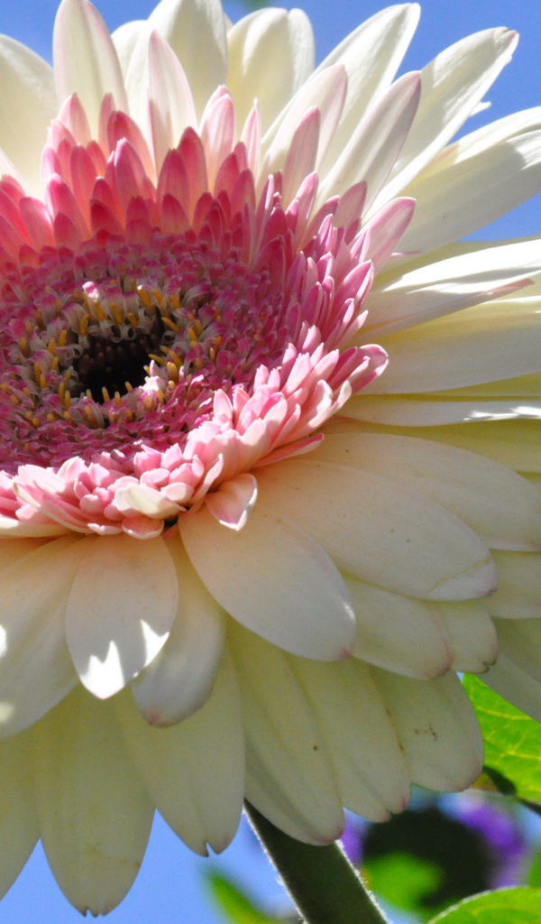 Красивая гербера в саду