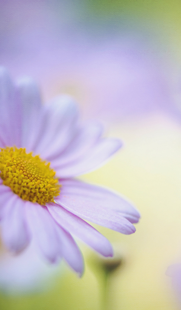 Красивые цветы маргаритки