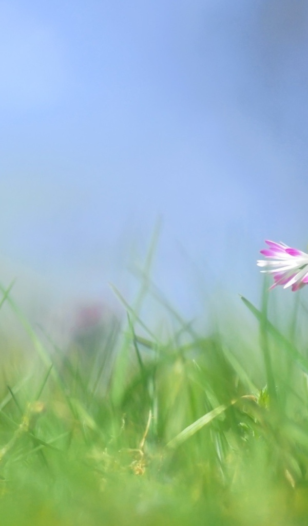 Красивые цветы маргаритки весной