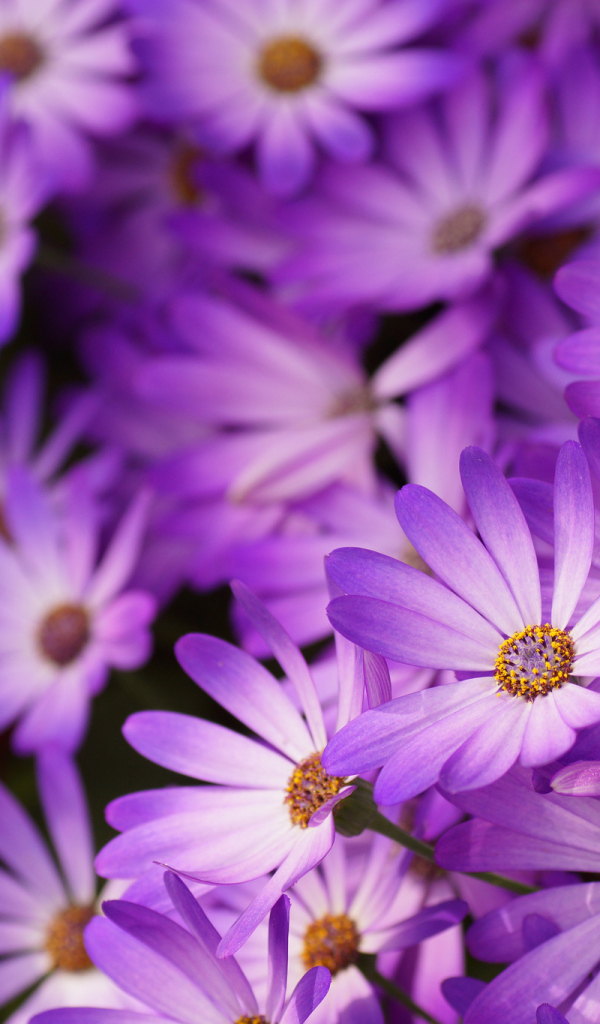 Красивые цветы маргаритки в саду