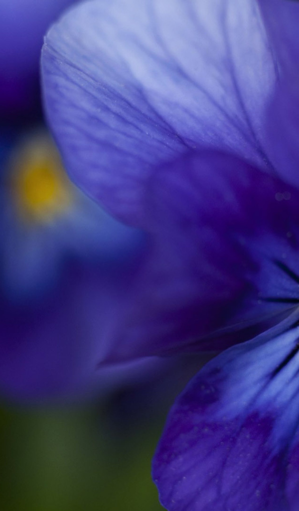 Красивые темно-синие анютины глазки