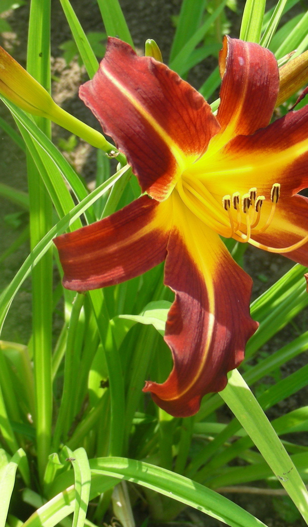 Красивый лилейник в саду