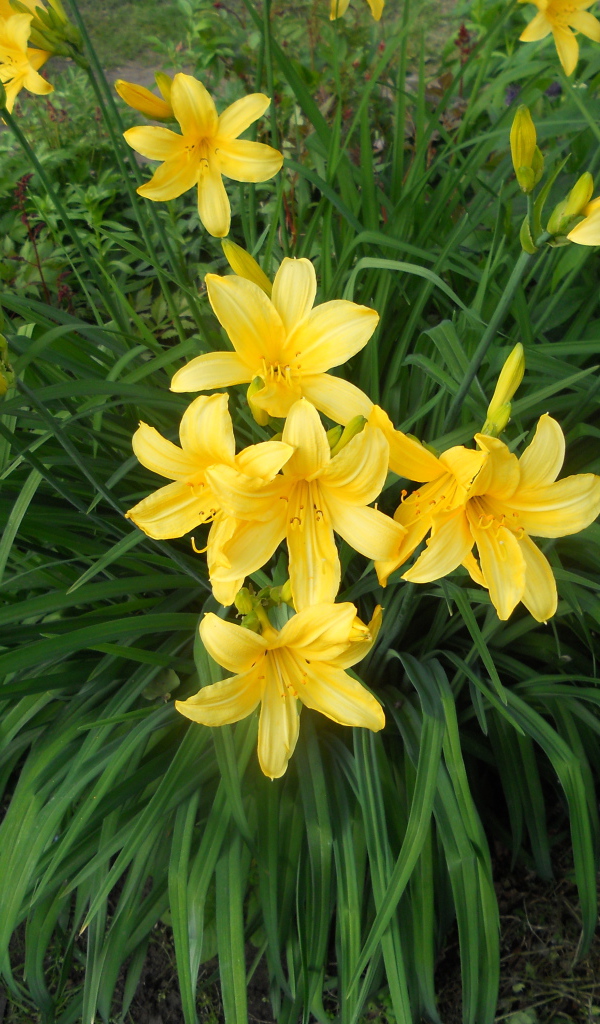 Красивый лилейник на дачном участке