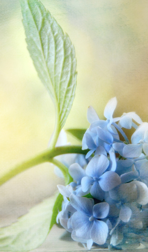 Красивый рисунок цветок гортензия