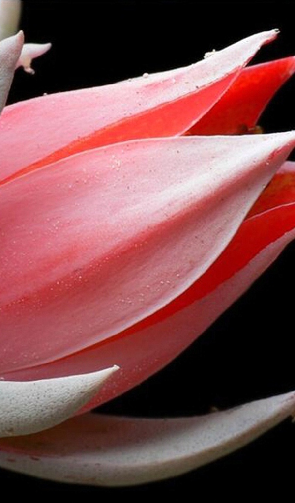 Красивая эхеверия (эчеверия) 