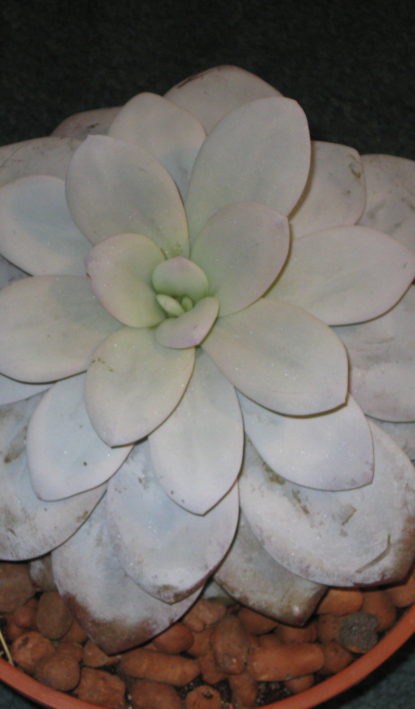 Красивая эхеверия (эчеверия) в саду