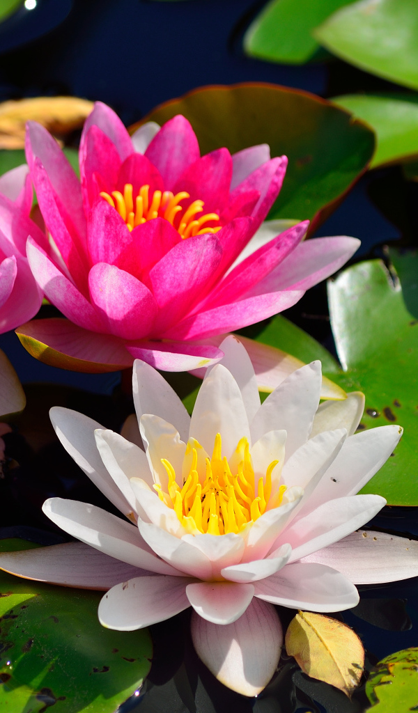 Красивый цветок нимфея