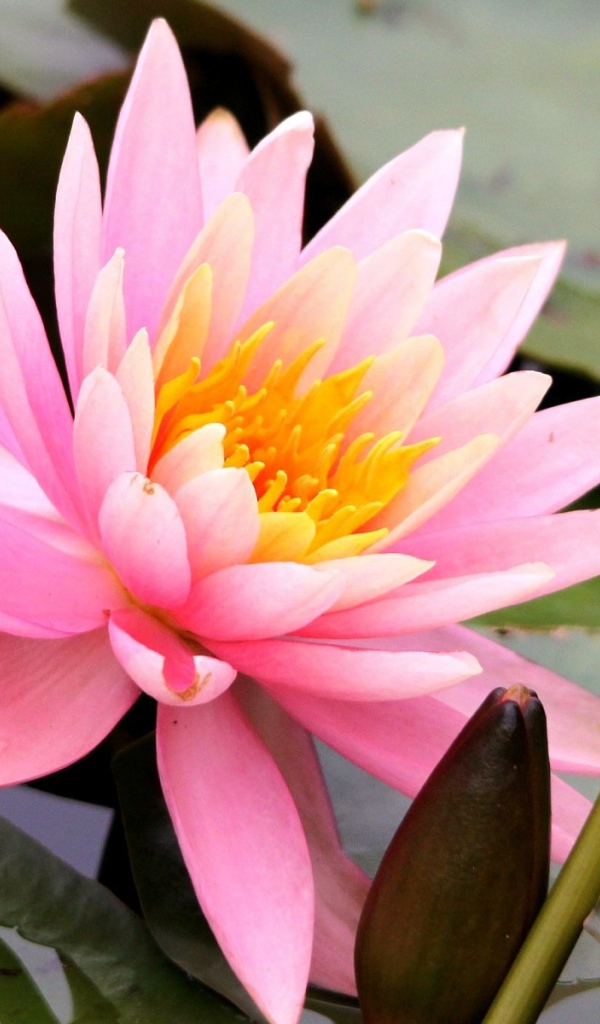 Красивый цветок нимфея на воде