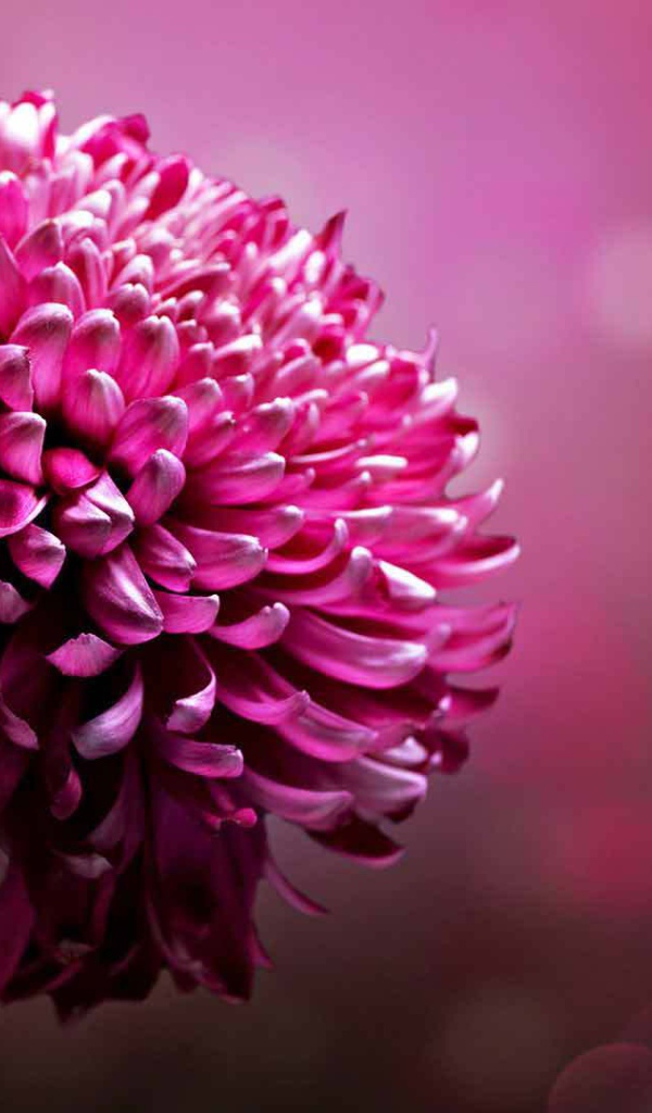 Красивый цветок астра