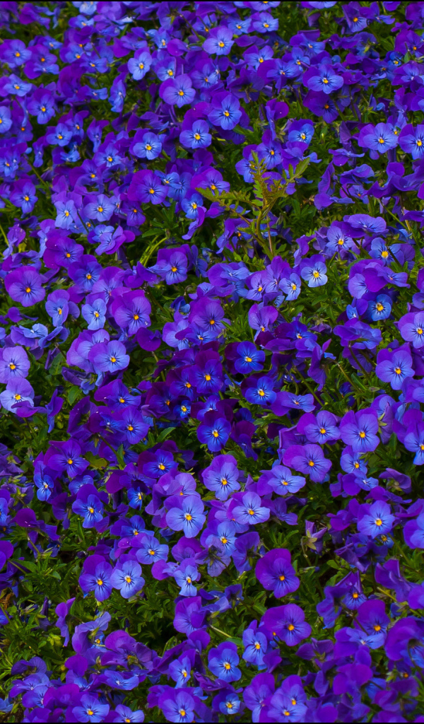 Расцвели красивые цветы анютины глазки