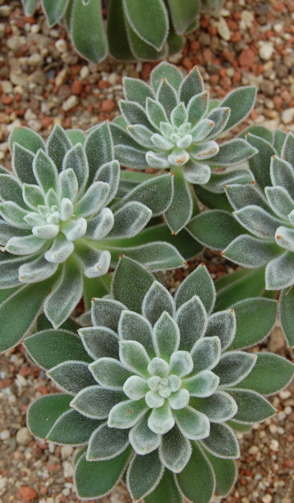 Красивый цветок эхеверия (эчеверия)  в саду