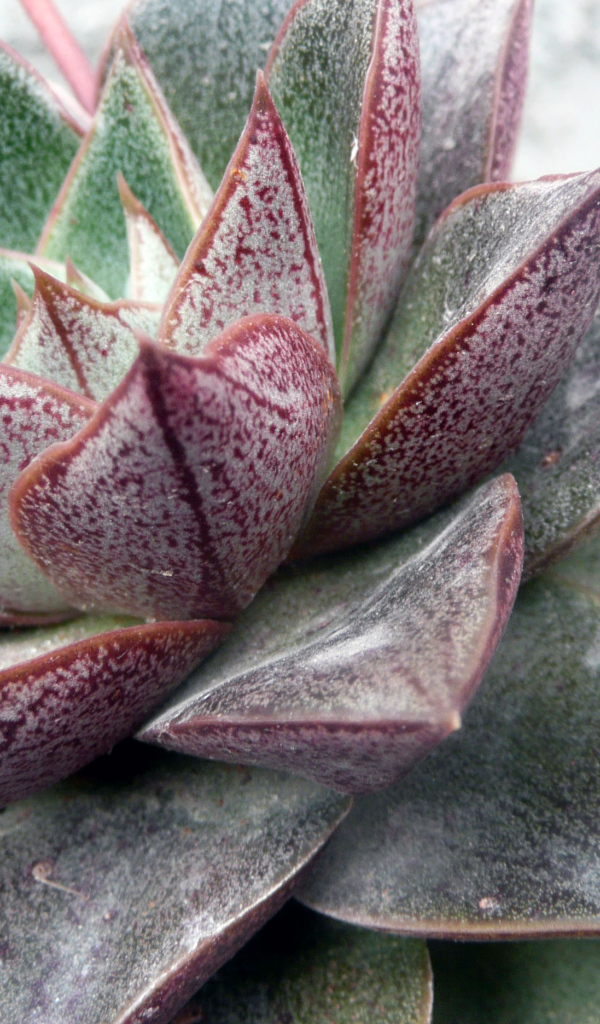 Красивый цветок эхеверия (эчеверия) в парке