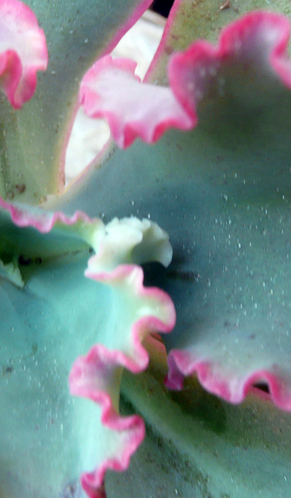 Красивый цветок эхеверия (эчеверия) на поляне