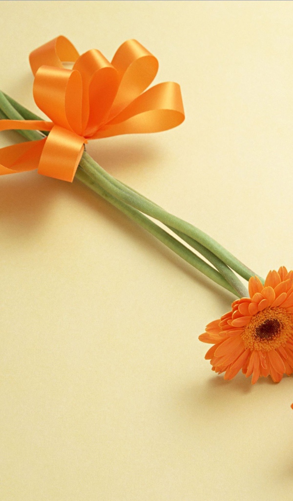 Красивый цветок гербера