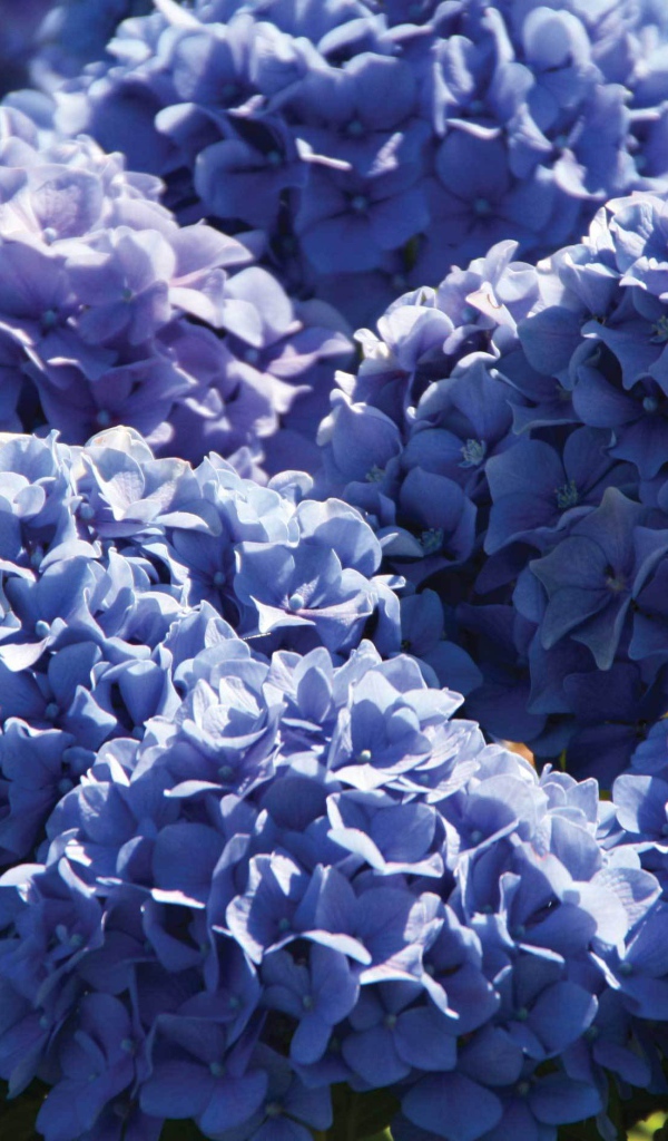 Красивый цветок гортензия