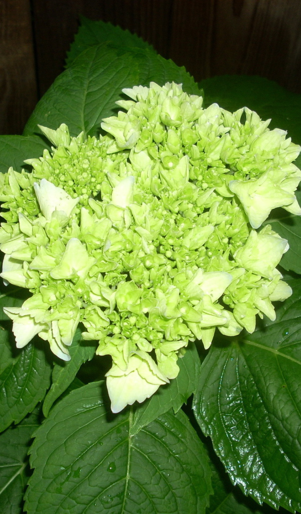 Красивый цветок гортензия на дачном участке