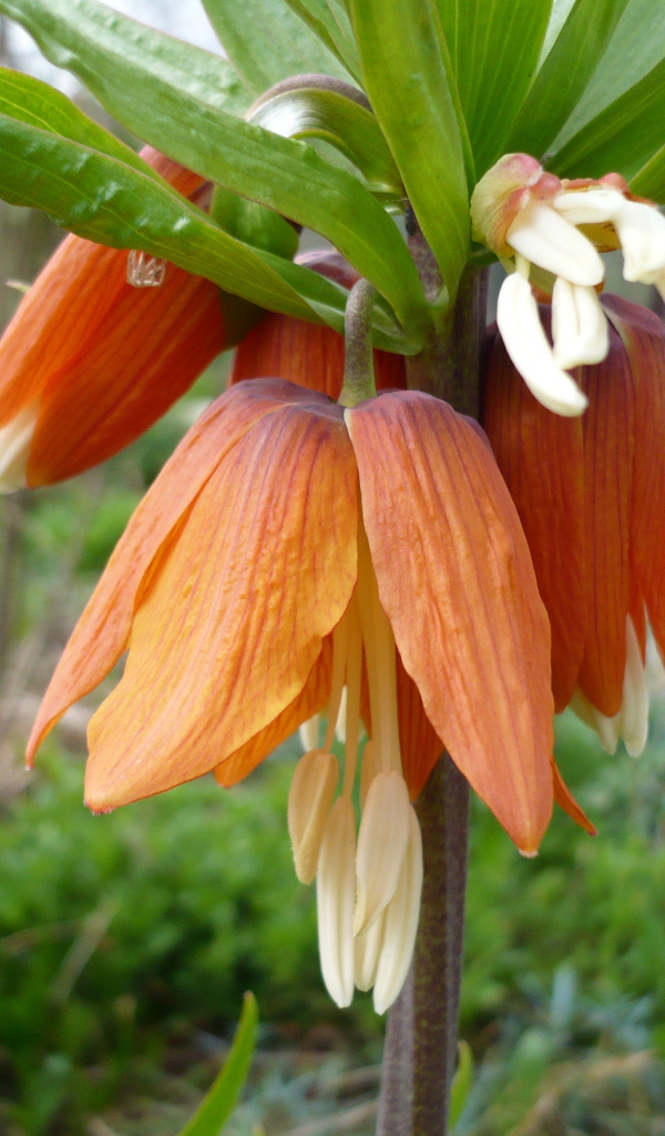 Красивый цветок рябчик императорский на клумбе в саду