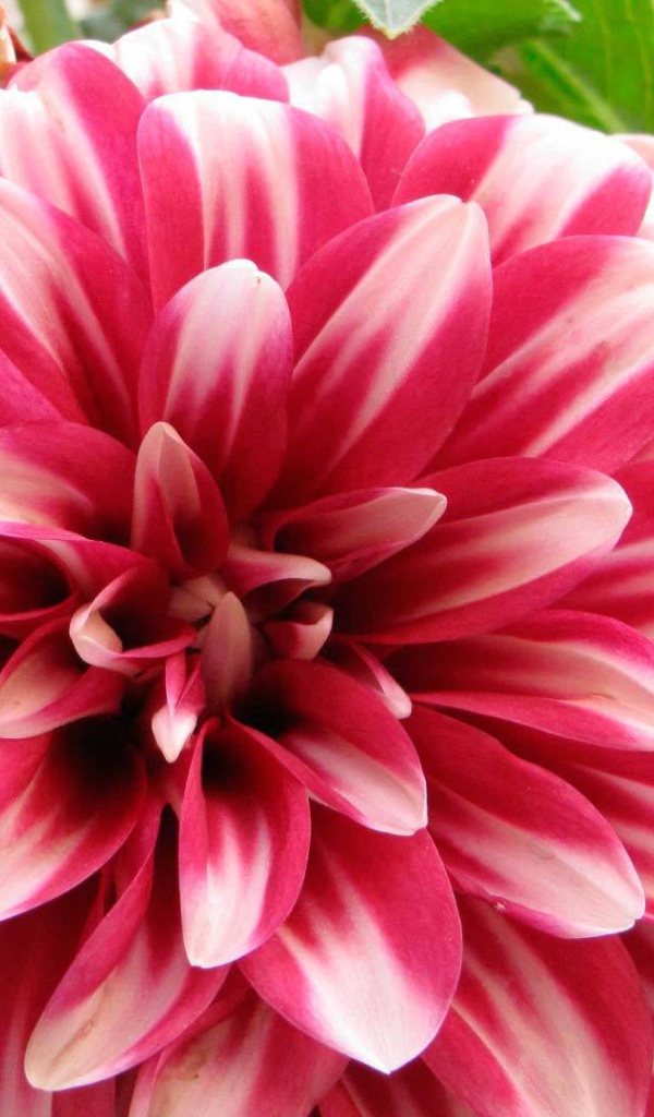 Красивый цветок астра в саду