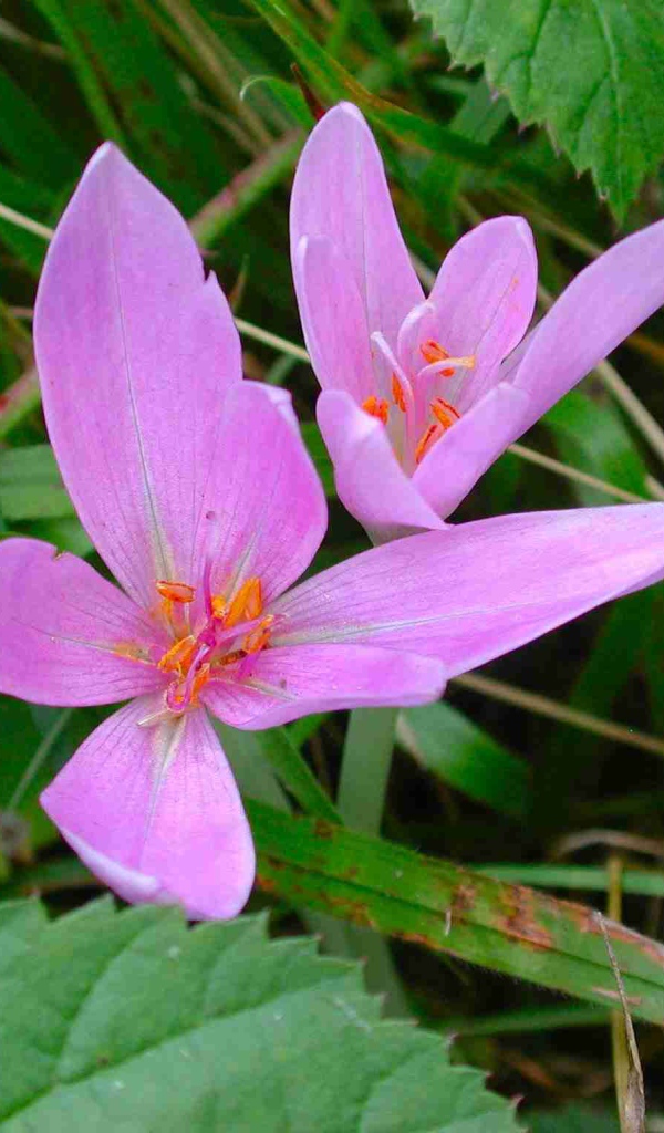Прекрасный цветок шафран расцвел в саду