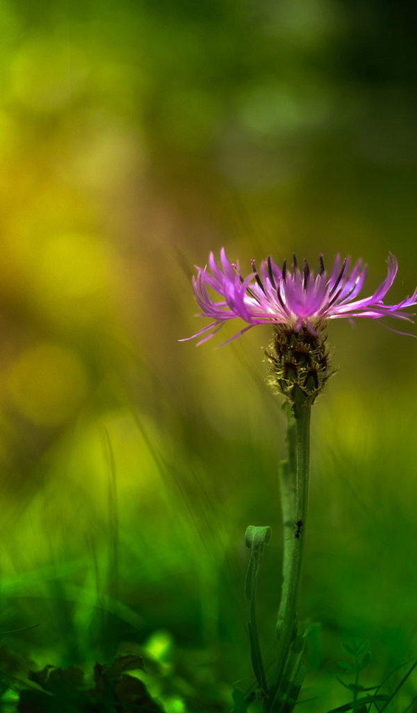 Красивый цветок василек в саду