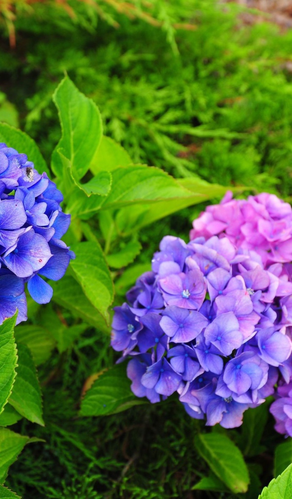 Красивый цветок гортензия в саду