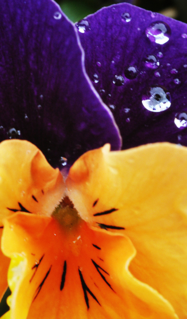 Красивый цветок анютины глазки в саду