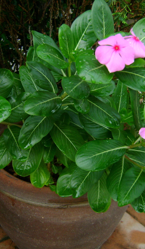 Красивый цветок барвинок в саду