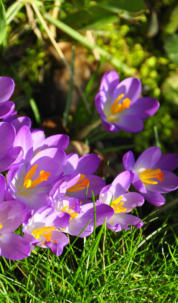 На солнце красивый цветок шафран