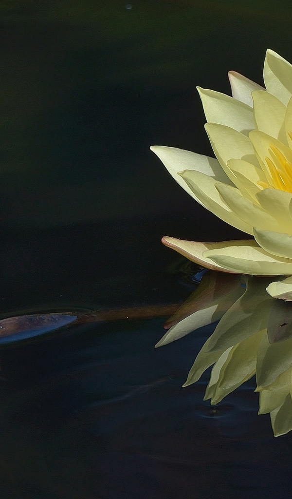 Красивый цветок лилия